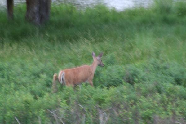 A deer.