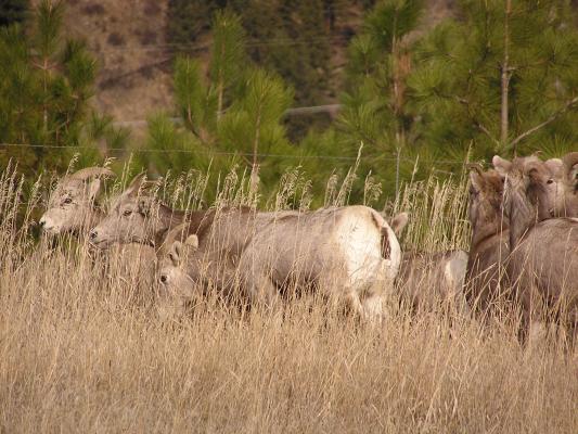 Big Horn Sheep.