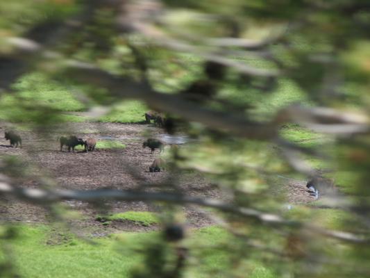 Bison