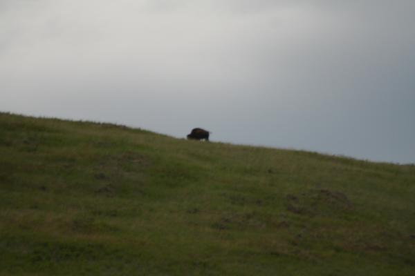 A buffalo on the horizon.