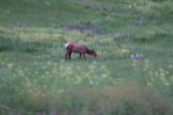 An elk at the Bison Range