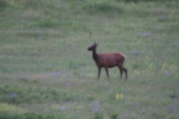 An elk.