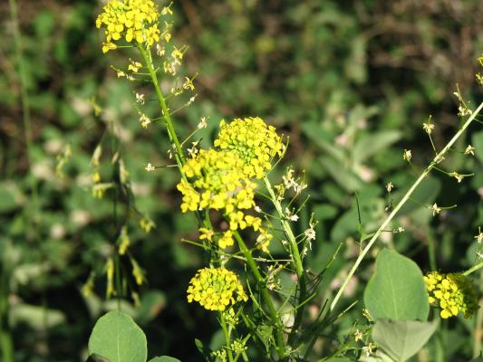 flora at Gallatin Valley Recreation Area