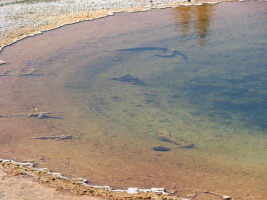 Branches in the water.