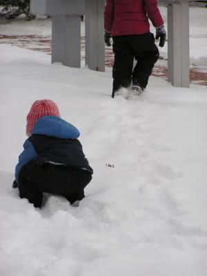 Noah stops to scoop up some snow.
