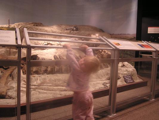 Sarah looks at some fossil bones at the Museum of the Rockies.