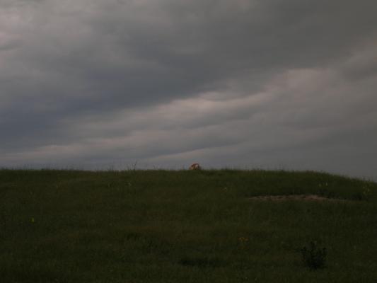 An antelope