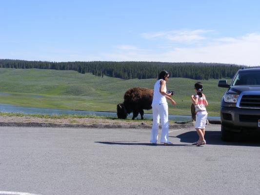 Let's take our frightened child and force her to pose in front of the Mother buffalo and calf.
 I hope the mother buffalo doesn't care more about 
protecting her child then you care about protecting yours.
 Yikes!
