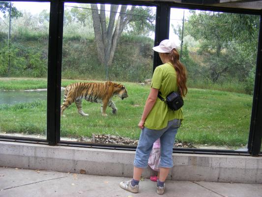 The tiger at Zoo Montana.