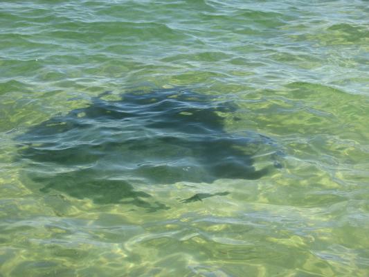 Spring under Yellowstone Lake