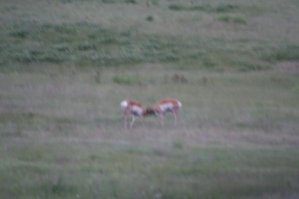 A couple of antelope.