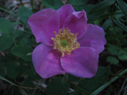 wildflowers