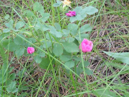 flowers at the Holiday campground