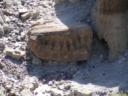 Dinosaur fossils.