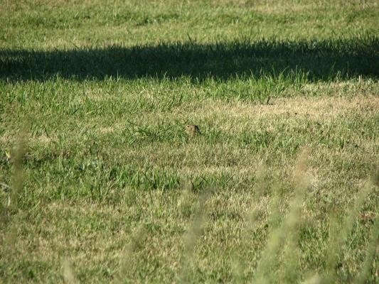 A ground squirel Gallatin Recreation Area