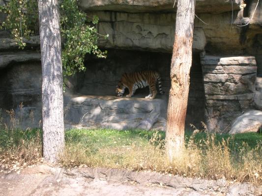 Zoo Montana 2006
