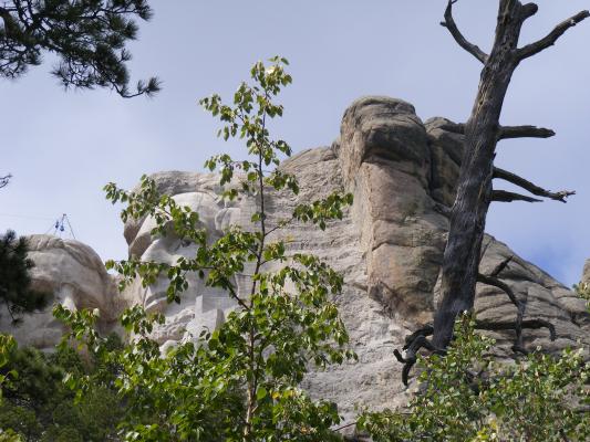 Tree in front of Lincoln.