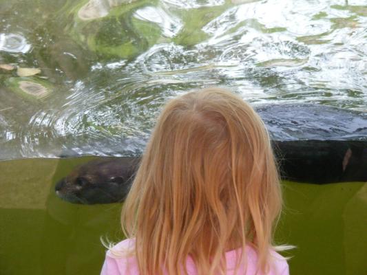 Sarah watches an otter go by.