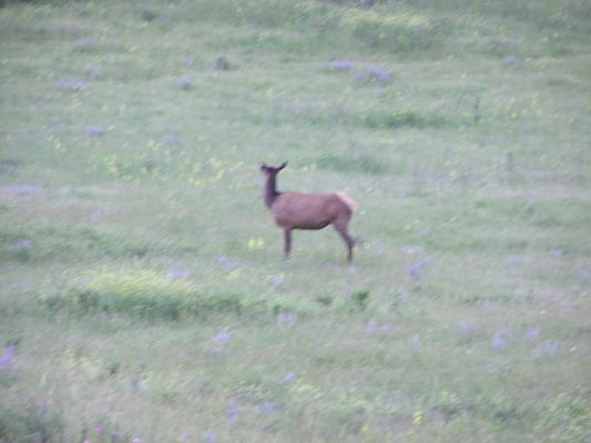 An elk.