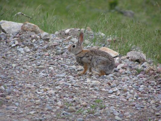 Another rabit by the side of the road.