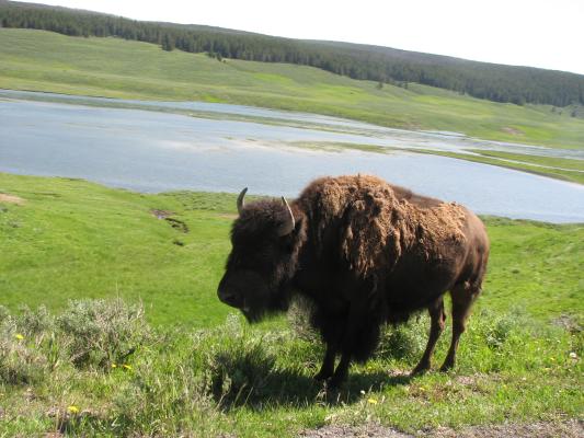 Bison