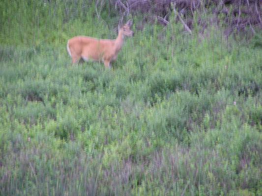 A deer by Mission Creek.