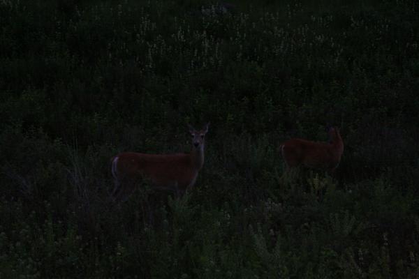 This must be someone's lens cap.
Nope, there's some deer there.