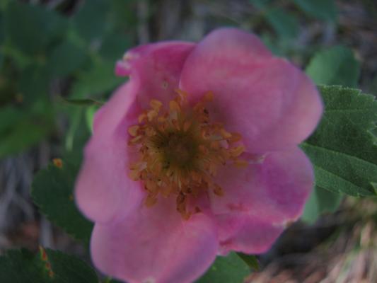 wildflowers