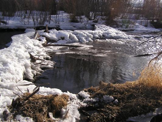 We also visited the beaver dam again.