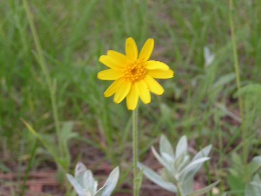 flowers at the Holiday campground