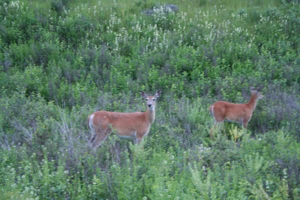 Two deer on the Bison Range near St. Ignatius, MT.