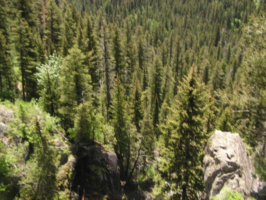 Gallatin National Forest.