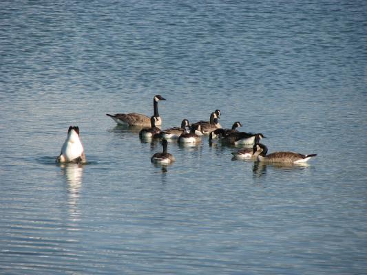 Geese at Bozeman Beach