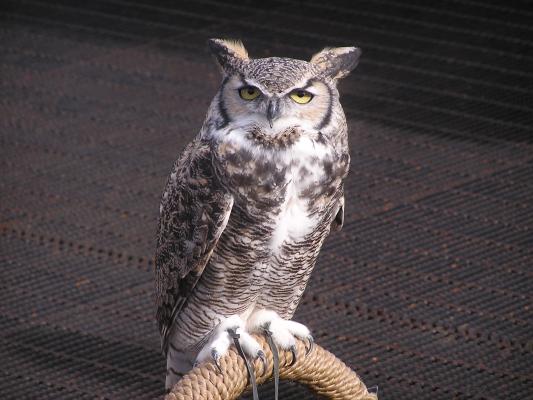 Great horned owl