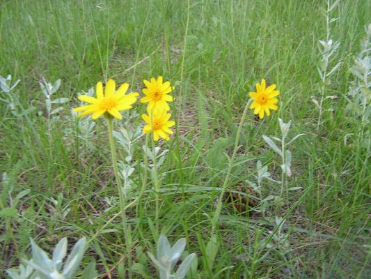 flowers at the Holiday campground