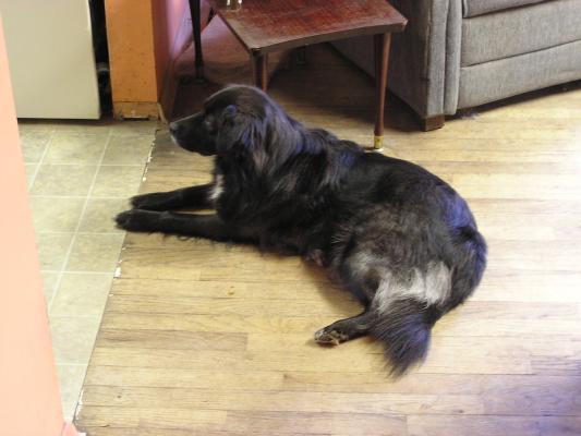 Molly, a very good tempered dog.