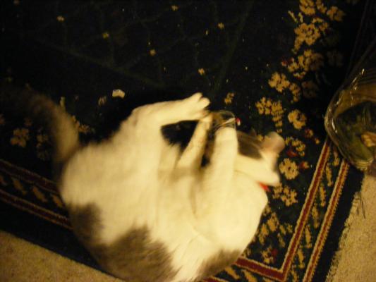 Cat plays with a new mouse