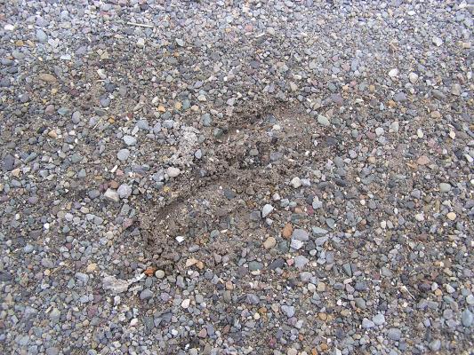 Big Horn sheep prints.