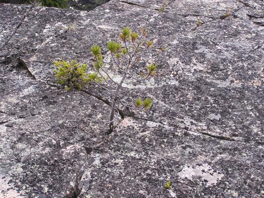 Here's a tree growing in the crack of a rock.