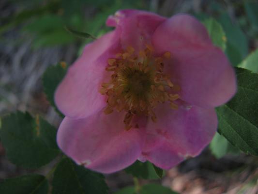 wild flower