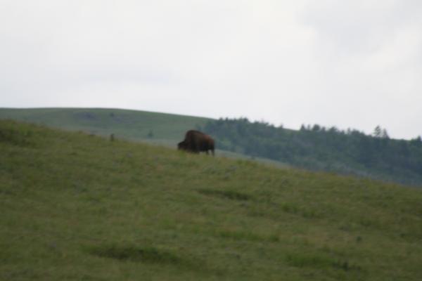A buffalo.