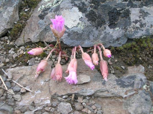 Bitter Root. The State flower of Montana.