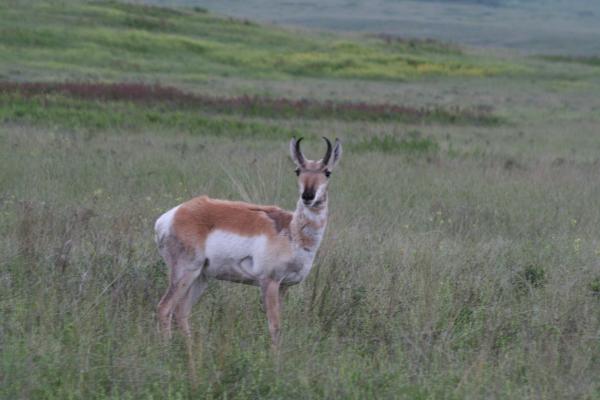 An antelope.