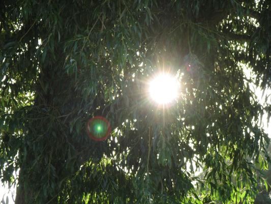 Sun through trees at  the park.