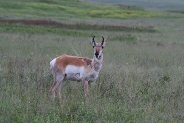 An antelope.