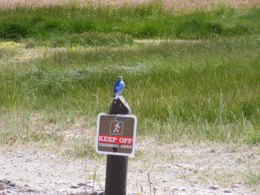 Keep Off Thermal Area with a blue bird on it. 
Bird Can't Read.