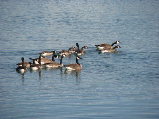 Geese at Bozeman beach
