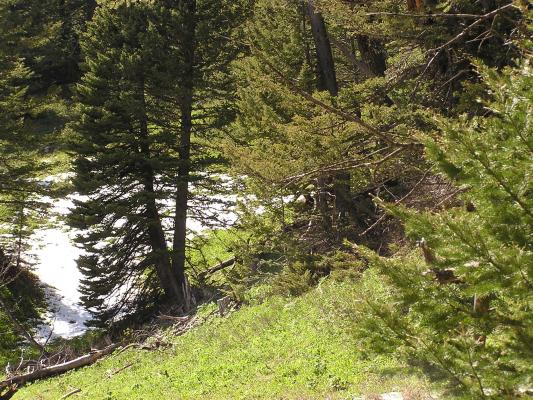 We saw a brown bear, but he was too fast for us to get a picture.
    Oh! wait! He is there. 
    Zoom in behind the second group of trees!