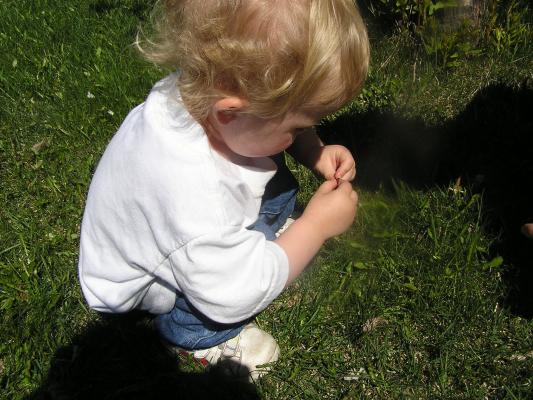 Noah examines a lady bug.