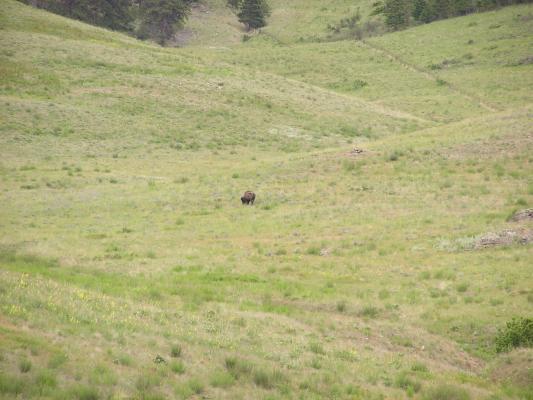 A buffalo at the Bison Range.